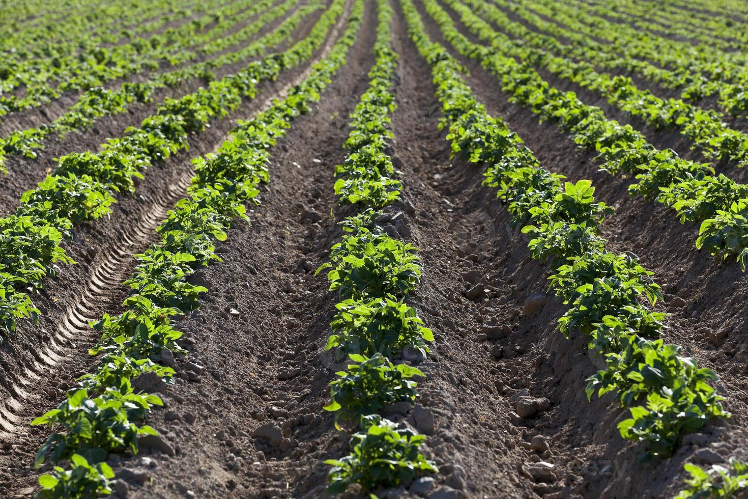 campo de batata. fechar-se foto