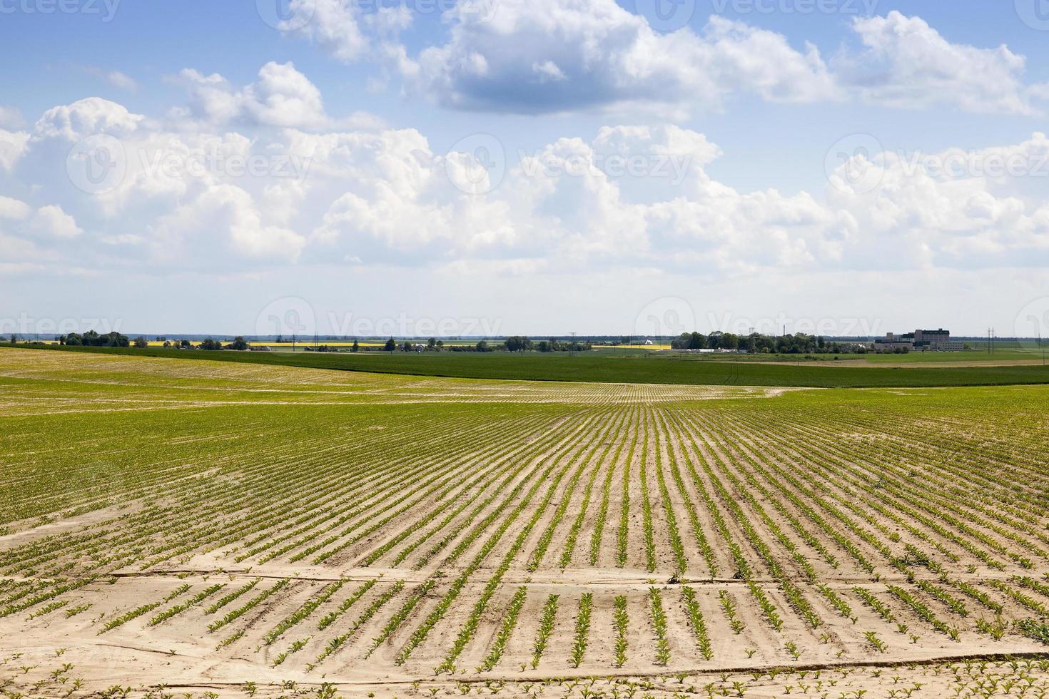 campo agrícola com beterraba foto