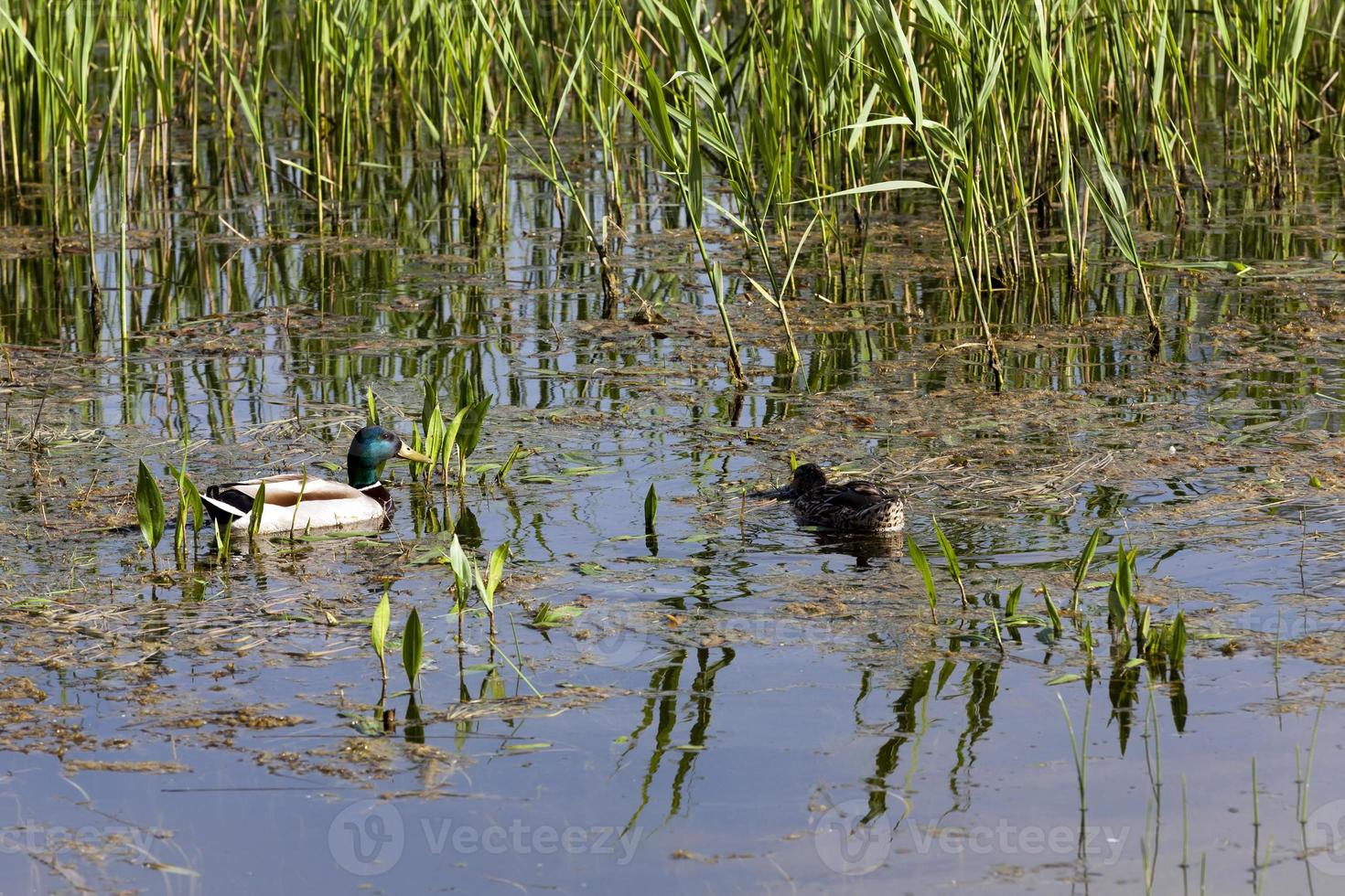 casal de patos foto