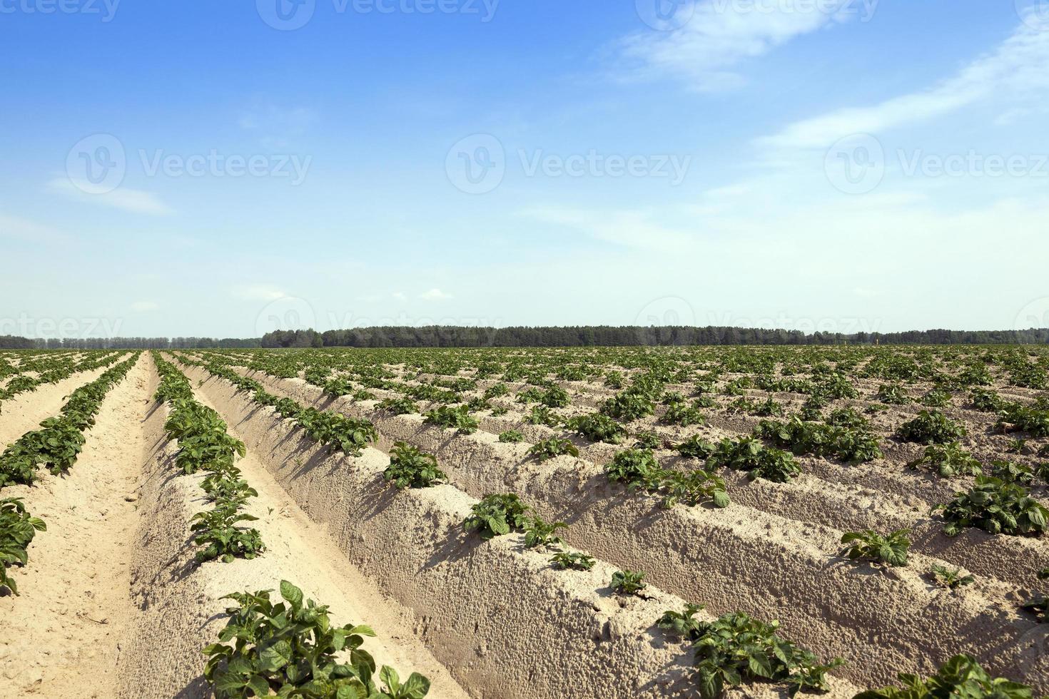 batatas no campo foto