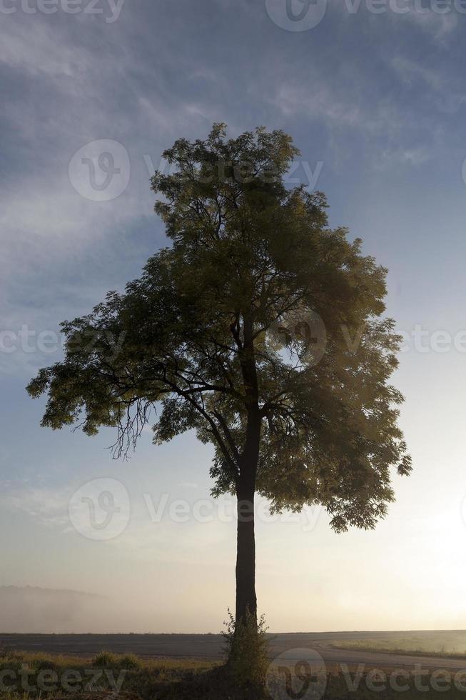 árvore no meio do nevoeiro foto