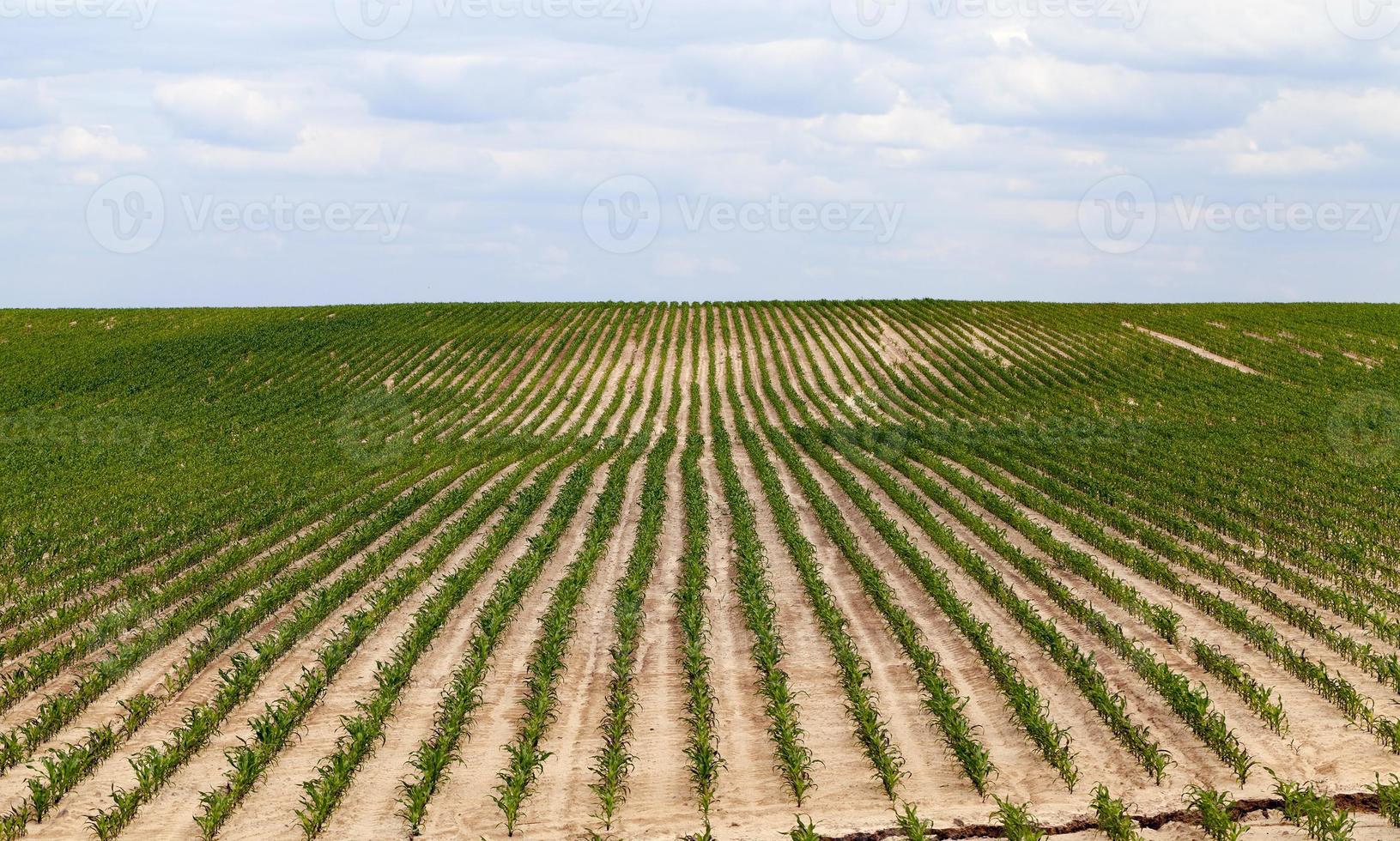 campo de milho, verão foto