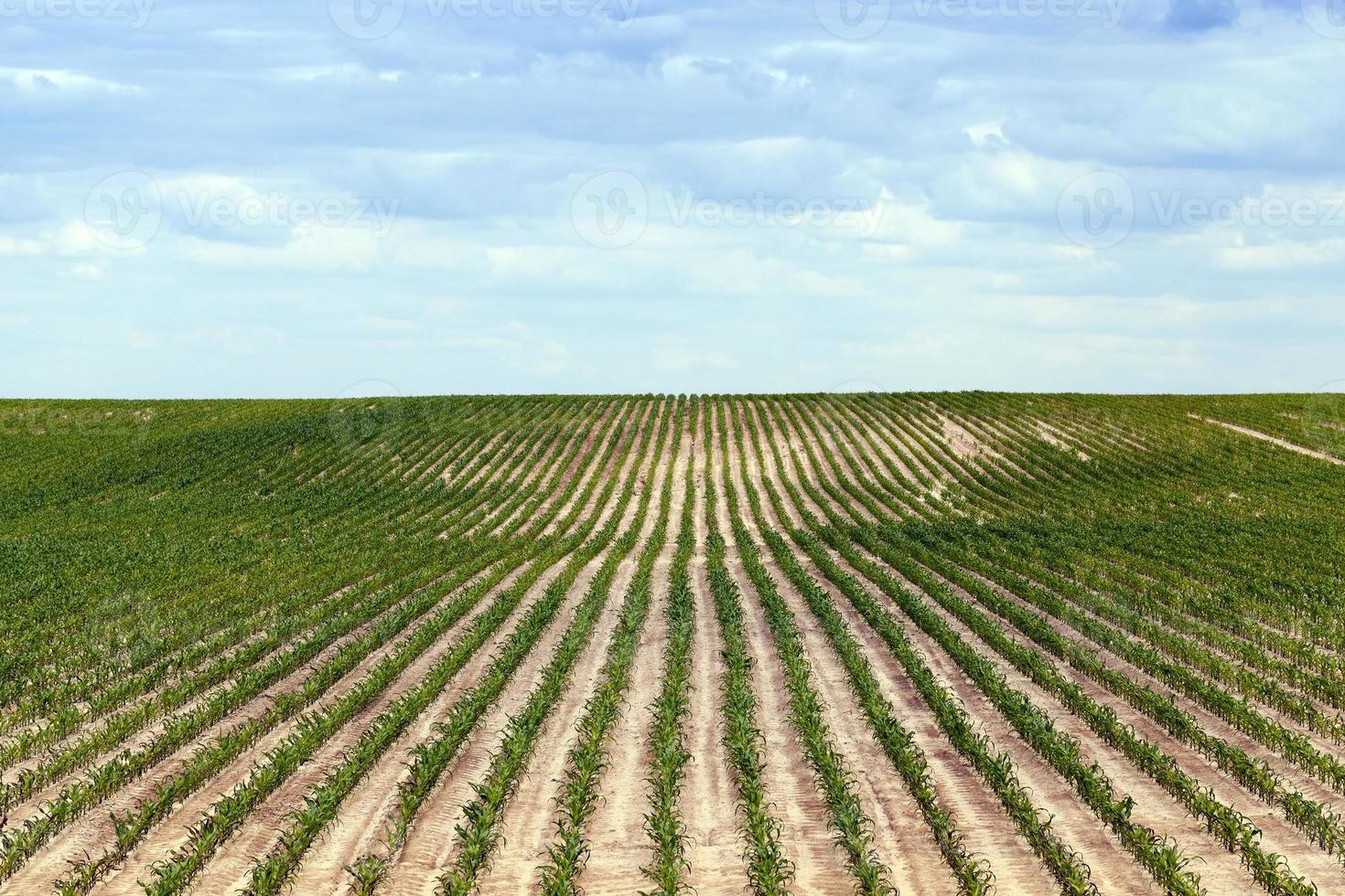 campo de milho, verão foto