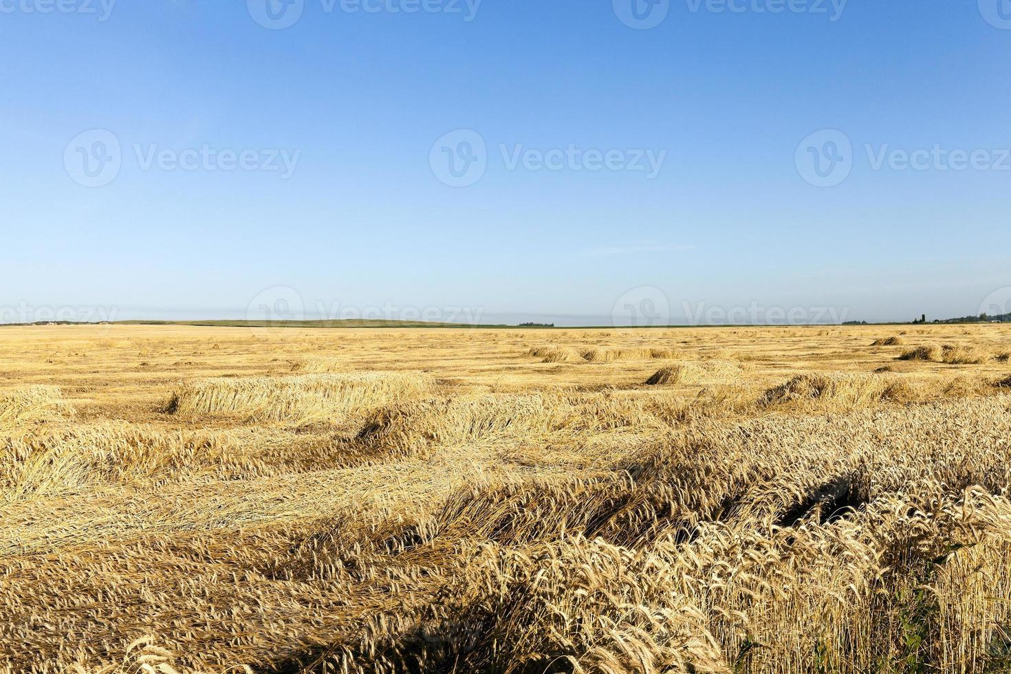 campo de trigo. verão foto