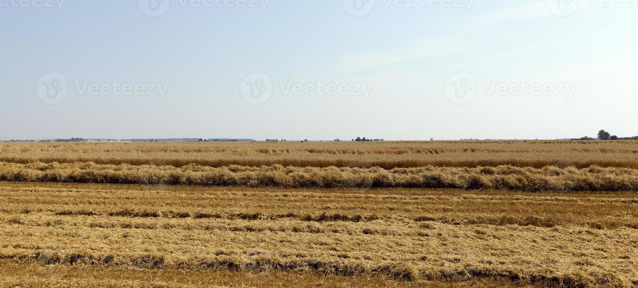 colheita de trigo, cereais foto