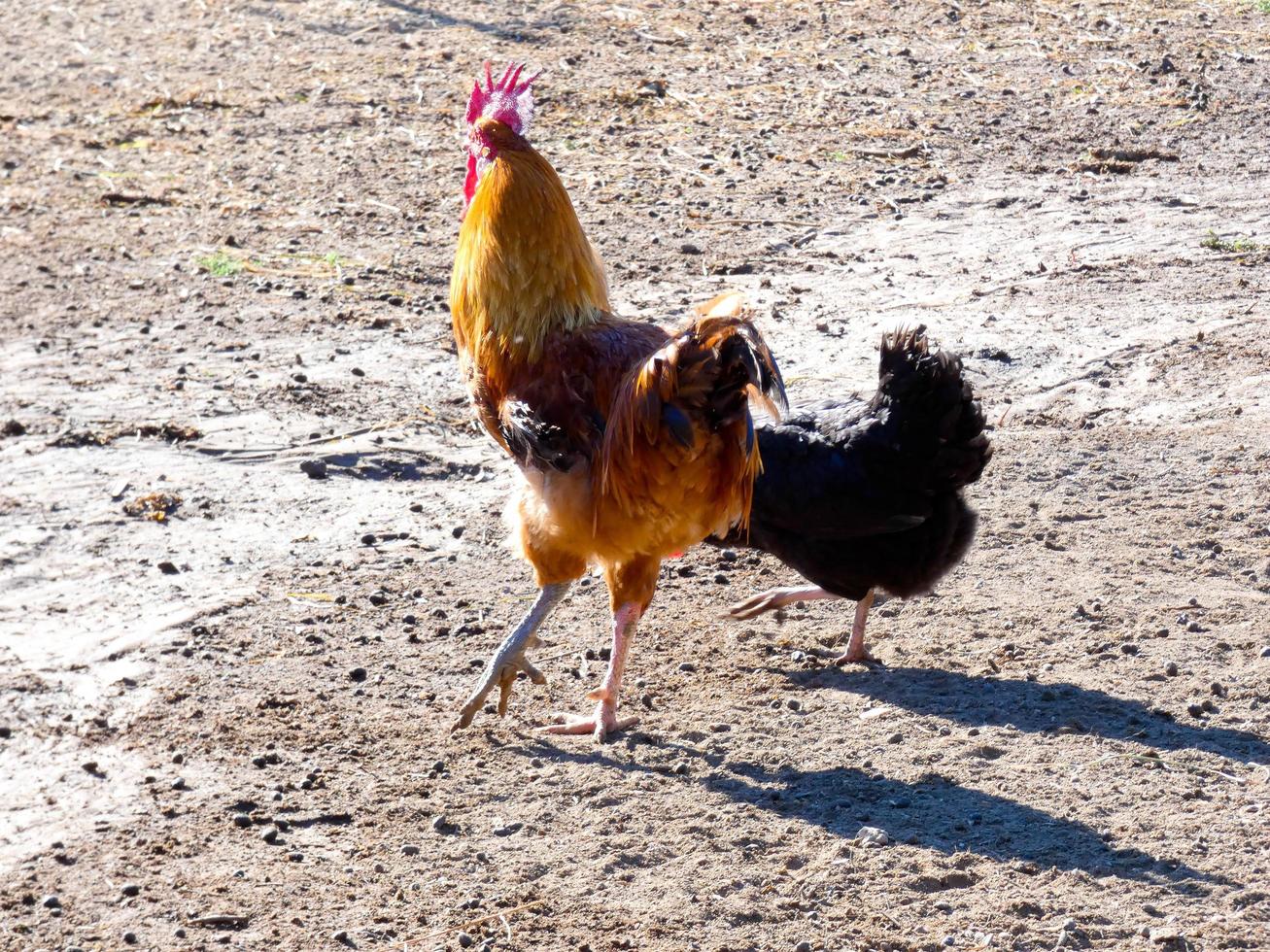 galinhas caipiras, orgânicas e saudáveis foto