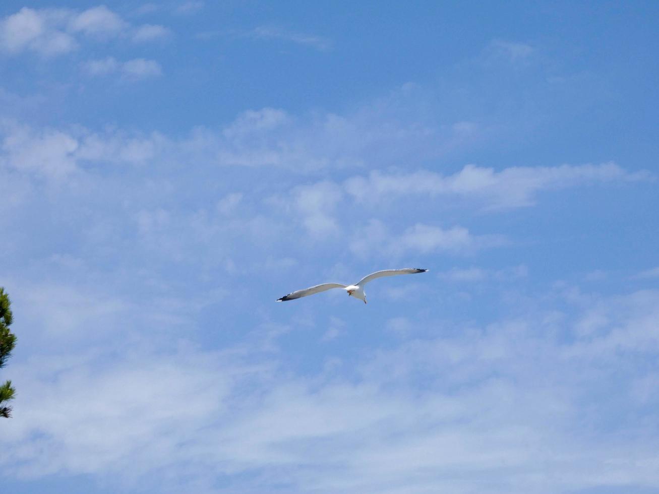 gaivota de penas brancas na costa catalã, espanha foto