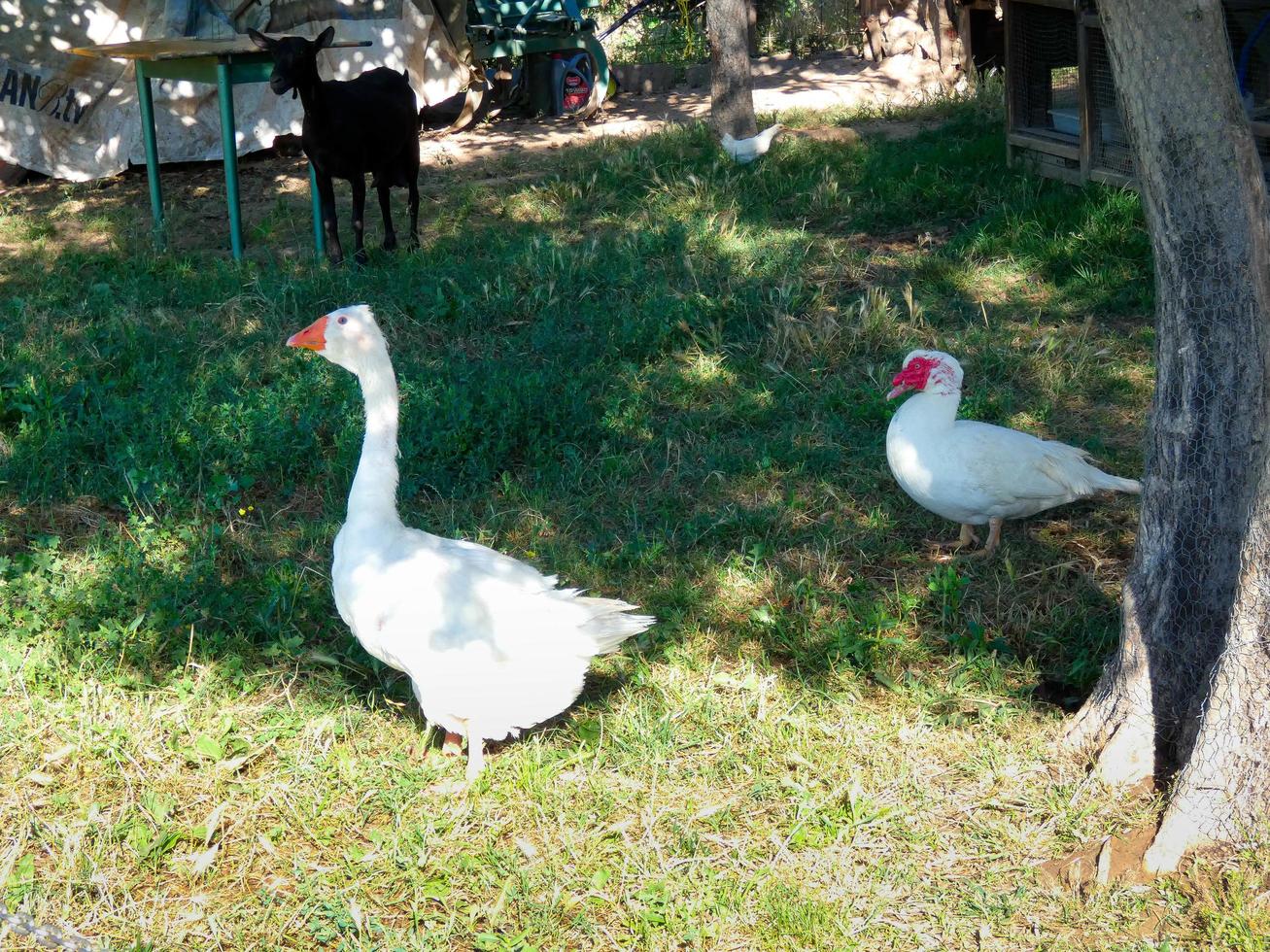 ganso de penas brancas em um jardim de fazenda foto