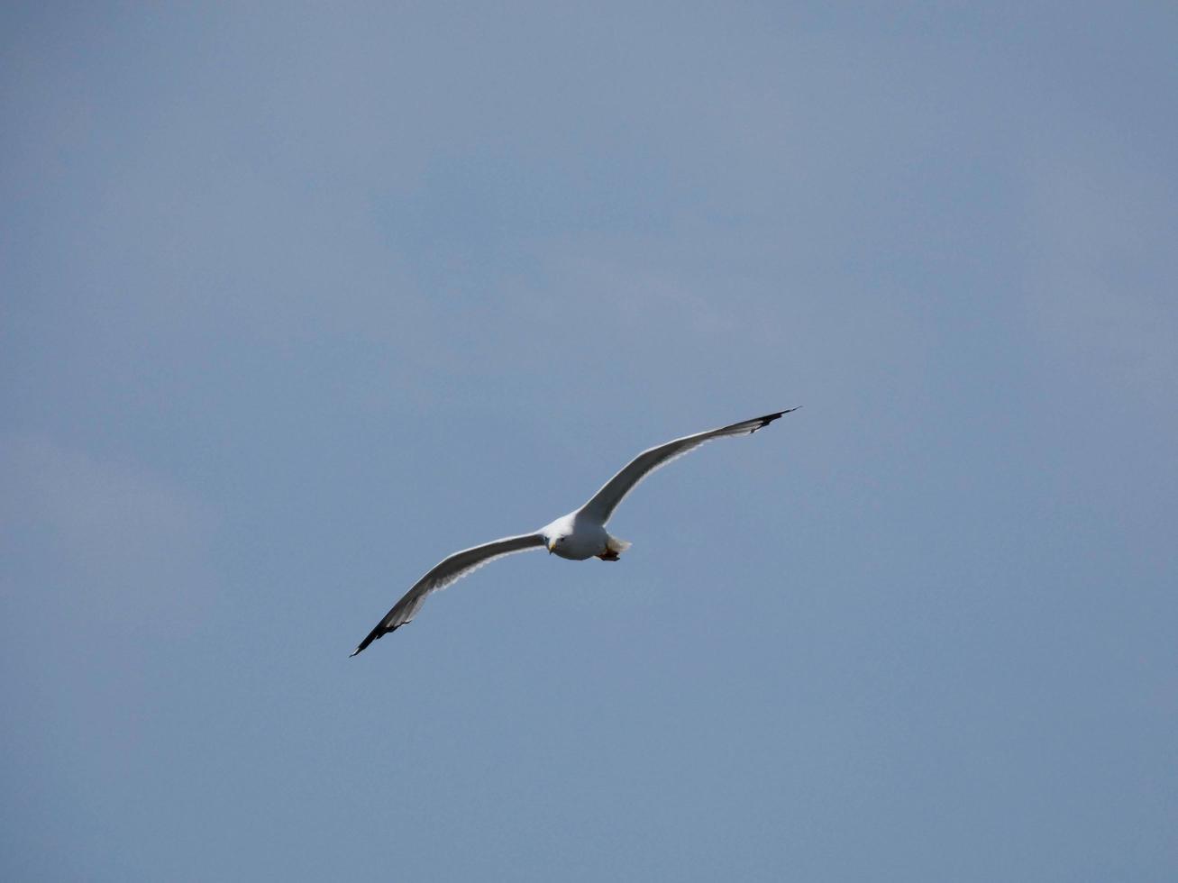 gaivotas nas falésias da costa brava, espanha foto