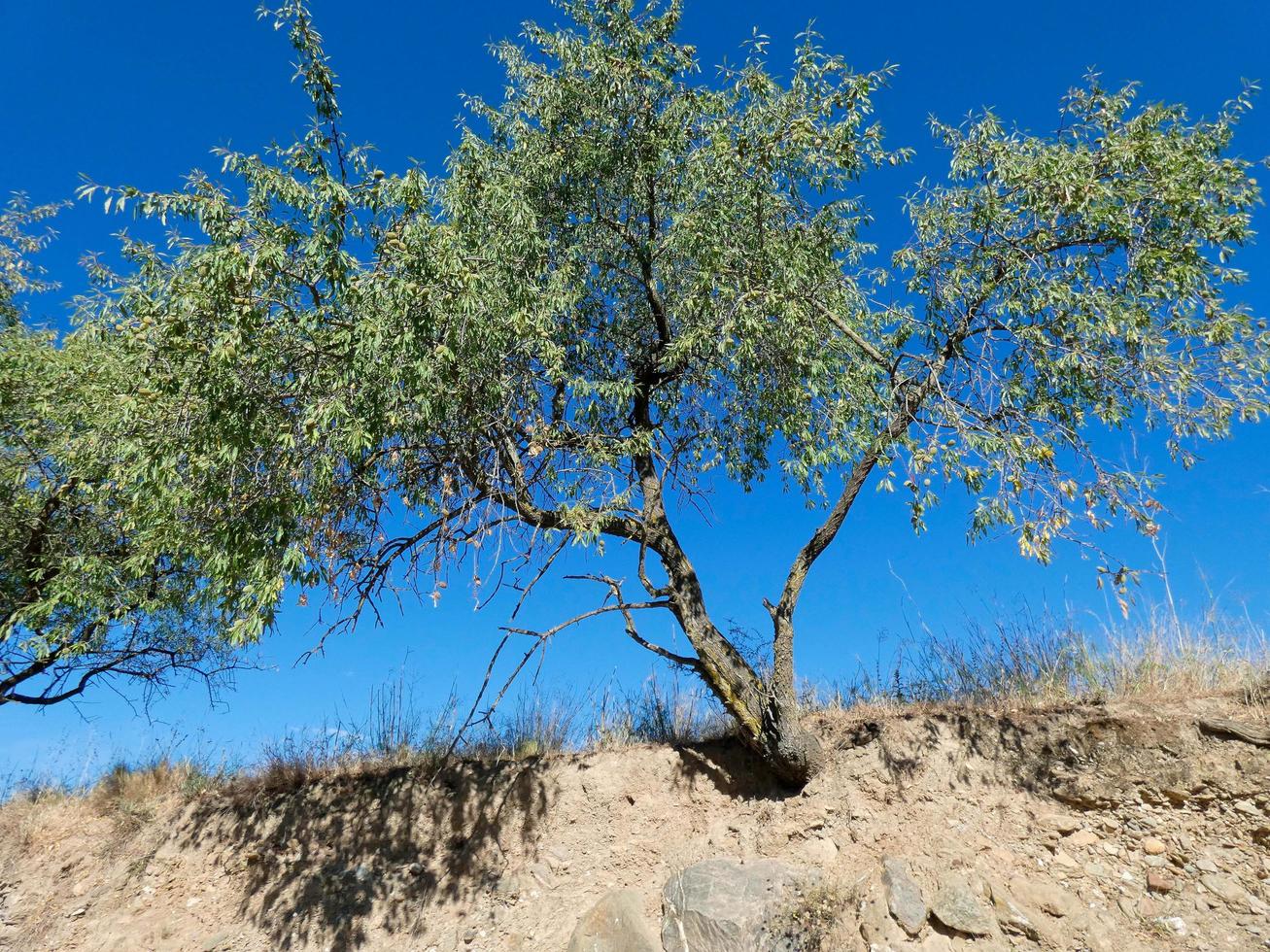 amendoeira com amêndoas no início do verão em uma estrada de montanha foto