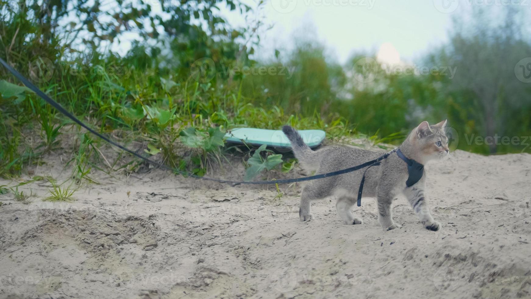 gato malhado de pêlo curto britânico na coleira andando na areia ao ar livre foto