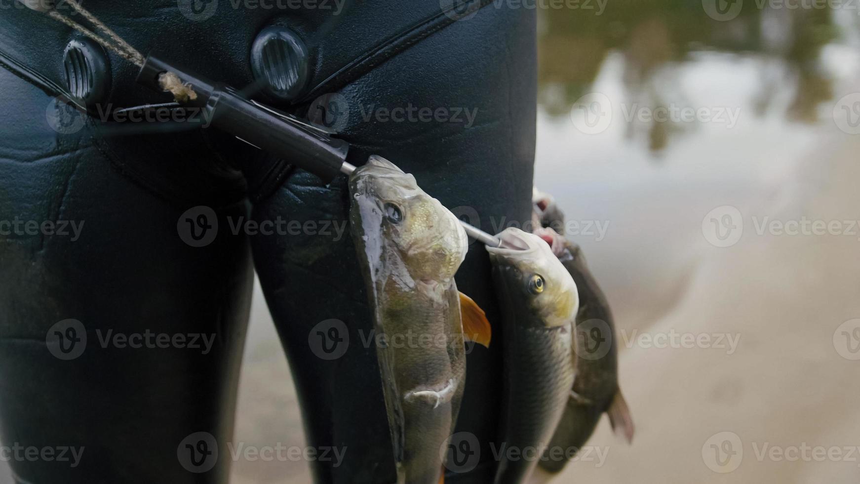 pescador de lança mostra peixes de água doce no cinturão subaquático depois de caçar no rio da floresta foto