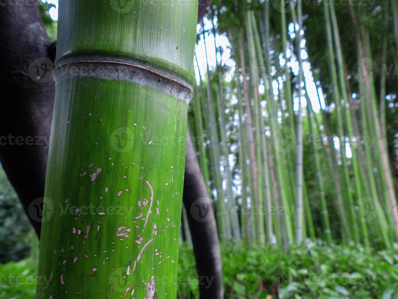 bambu de perto foto