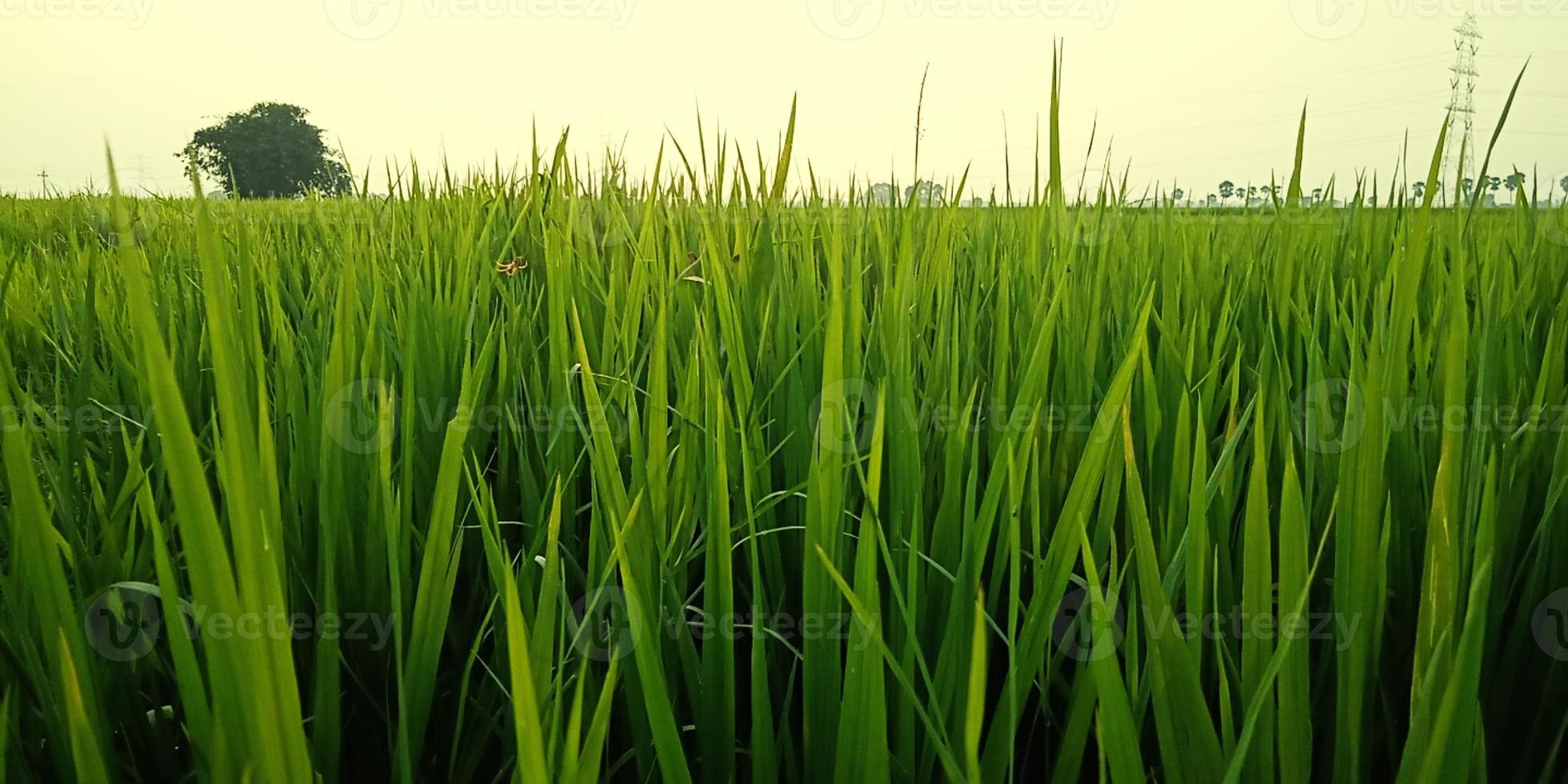 cultivo de arroz foto