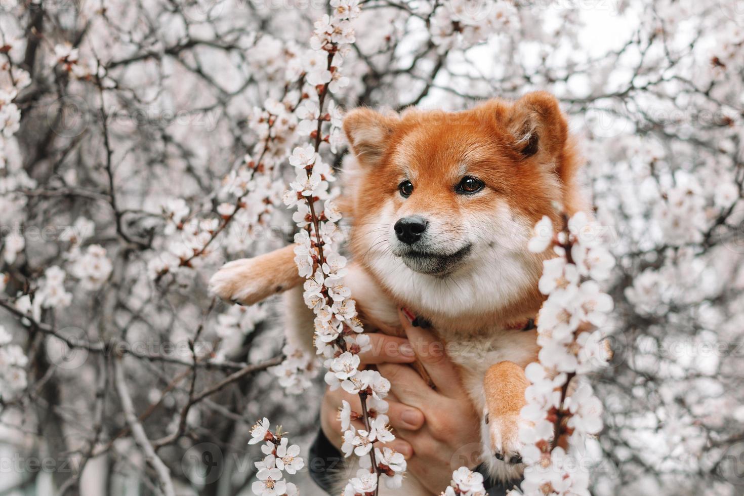 shiba inu cachorrinho em flores brancas de primavera. retrato de um cachorro japonês fofo. cachorro vermelho. foto