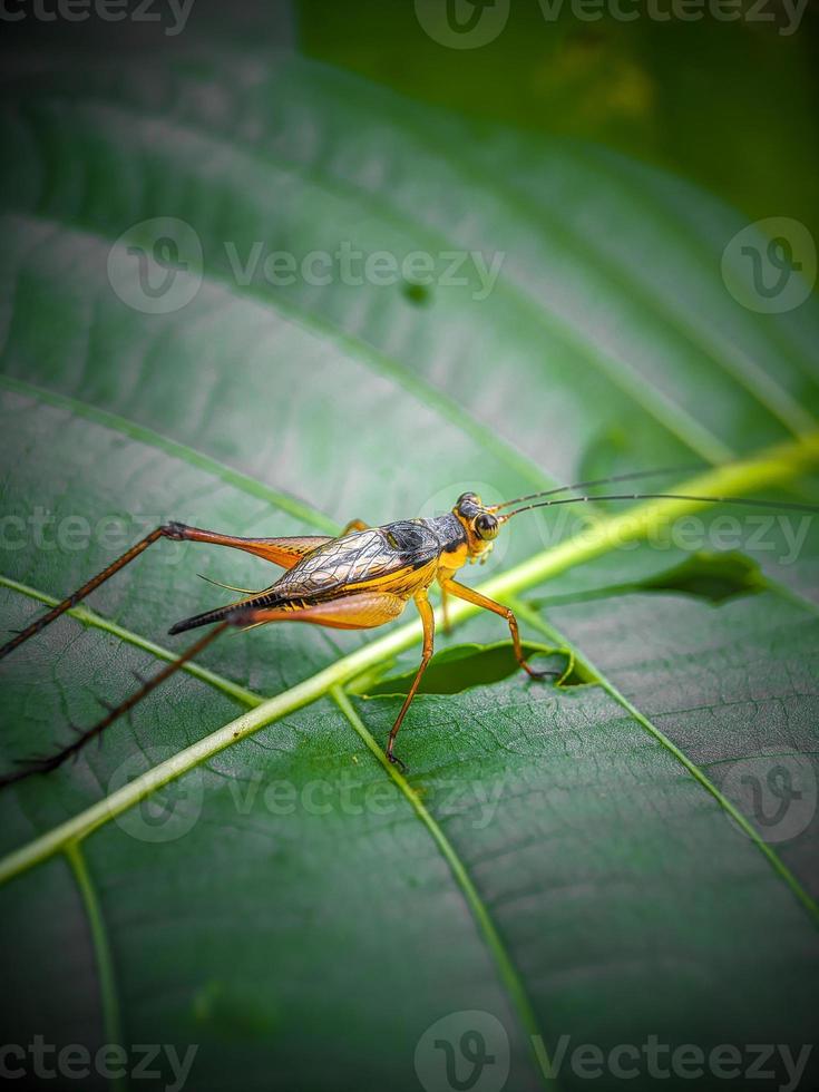 gafanhoto em uma folha verde foto