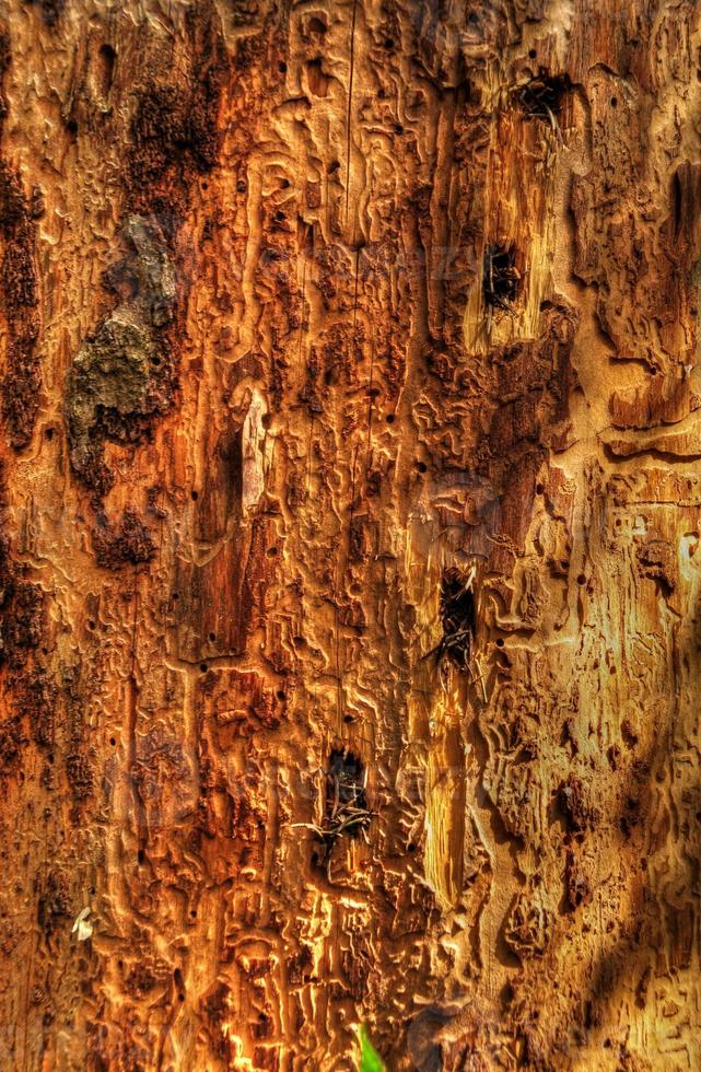 close-up de árvore doente foto