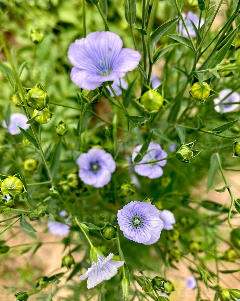 flores de linho azul no jardim. foto