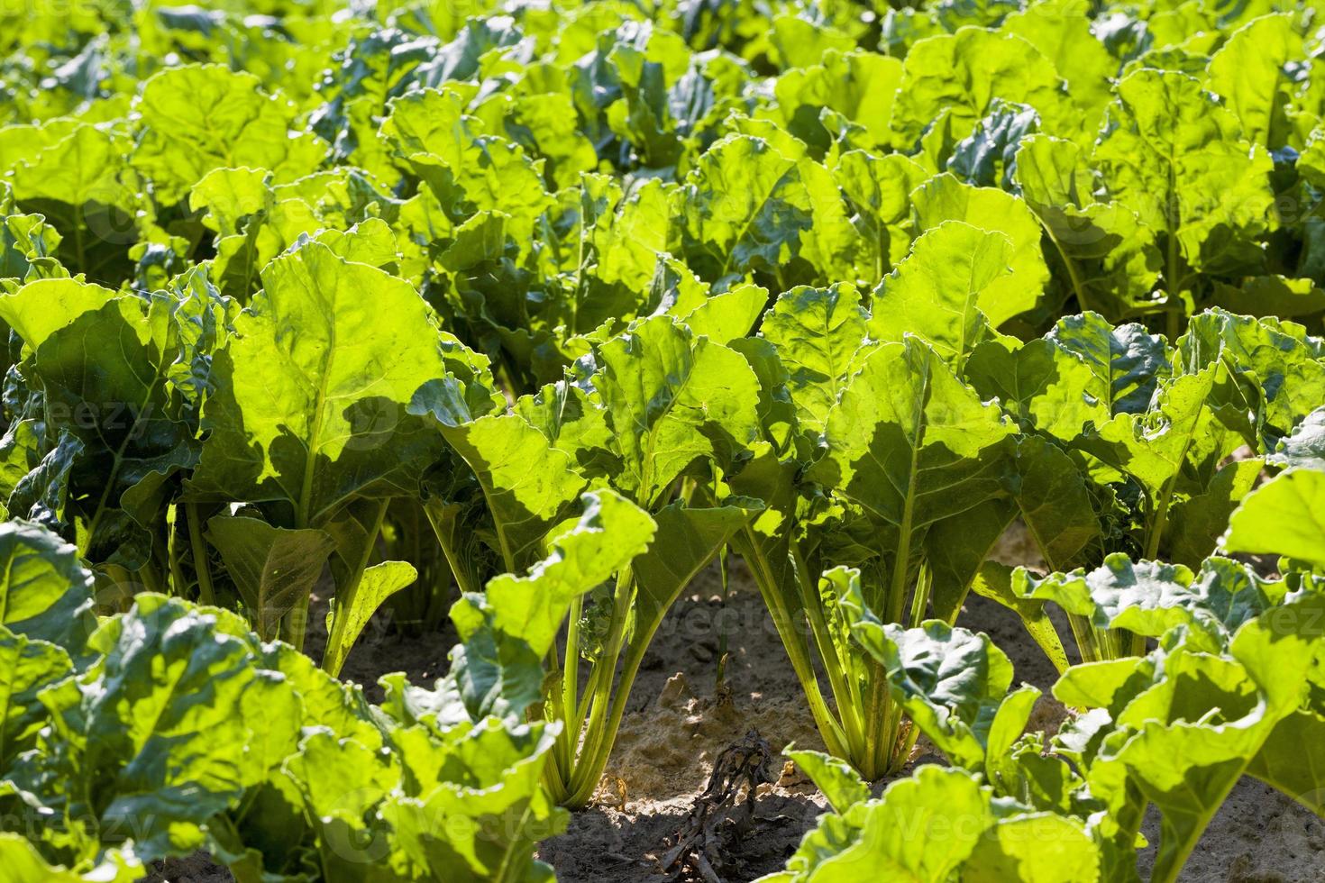 beterraba sacarina no campo agrícola foto