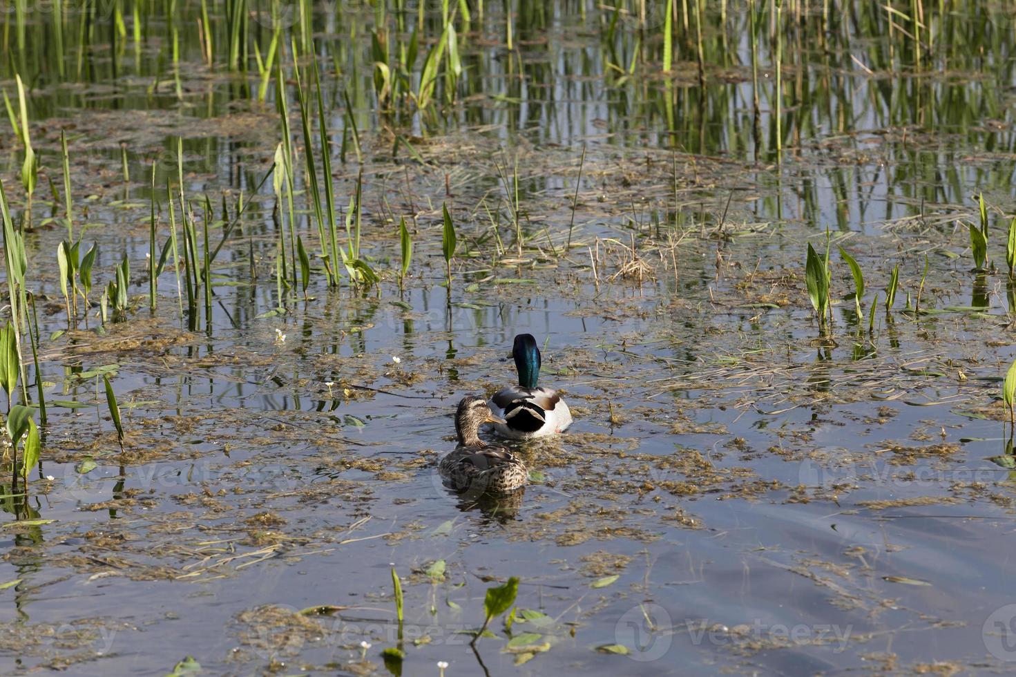 patos flutuantes, close-up foto