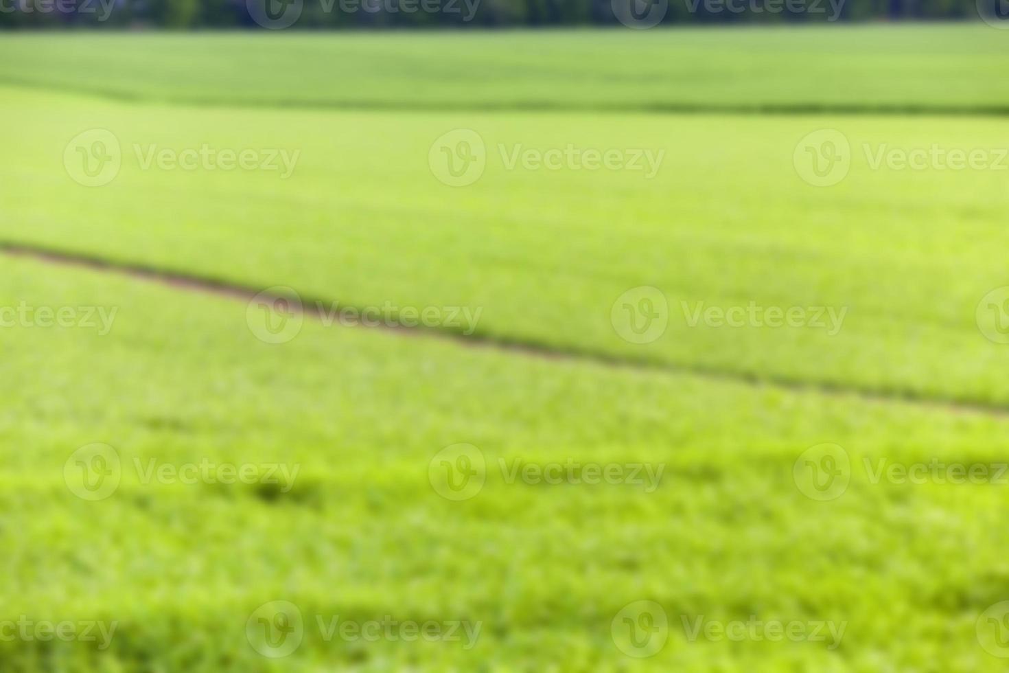 campo de trigo foto