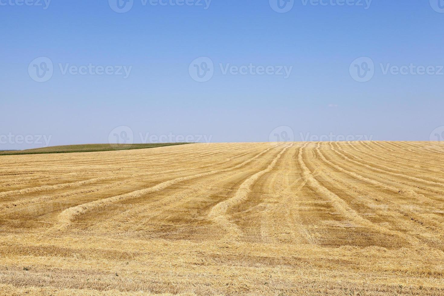 cereais de campo foto