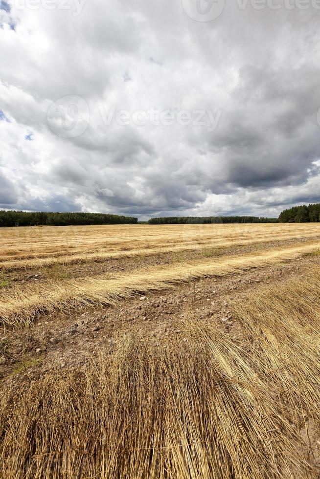 campo agrícola. linho foto