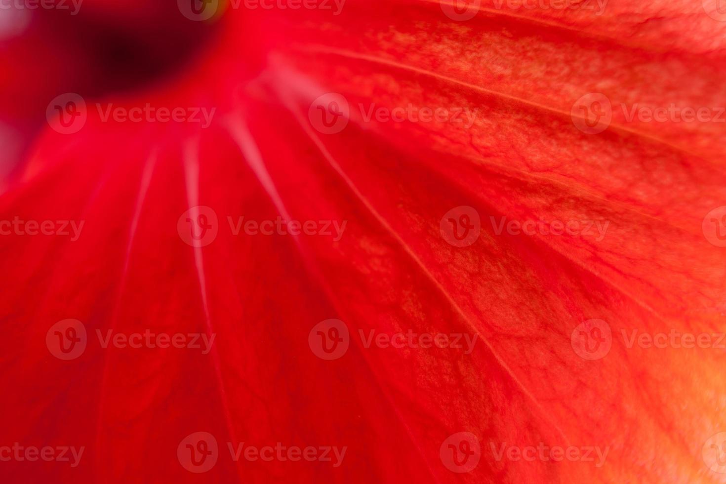 hibisco vermelho, close-up foto