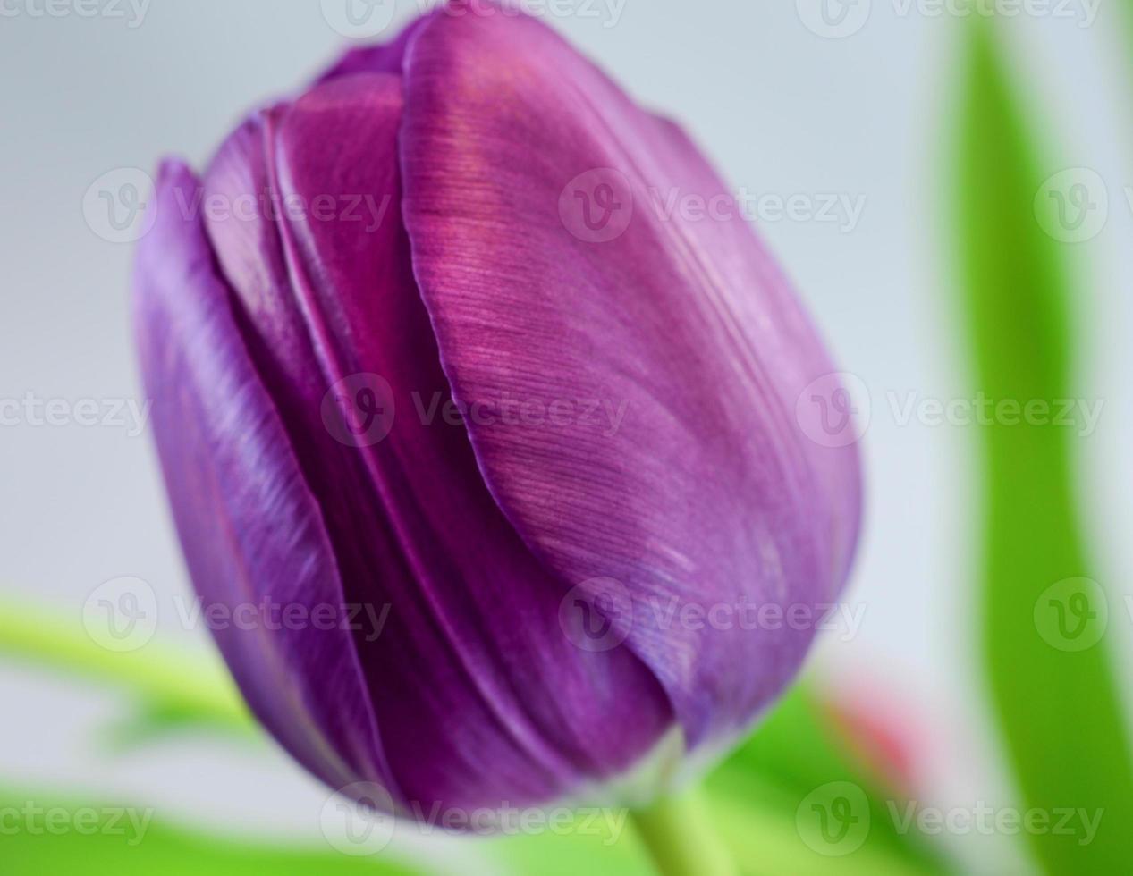 close-up de pétalas de tulipa foto