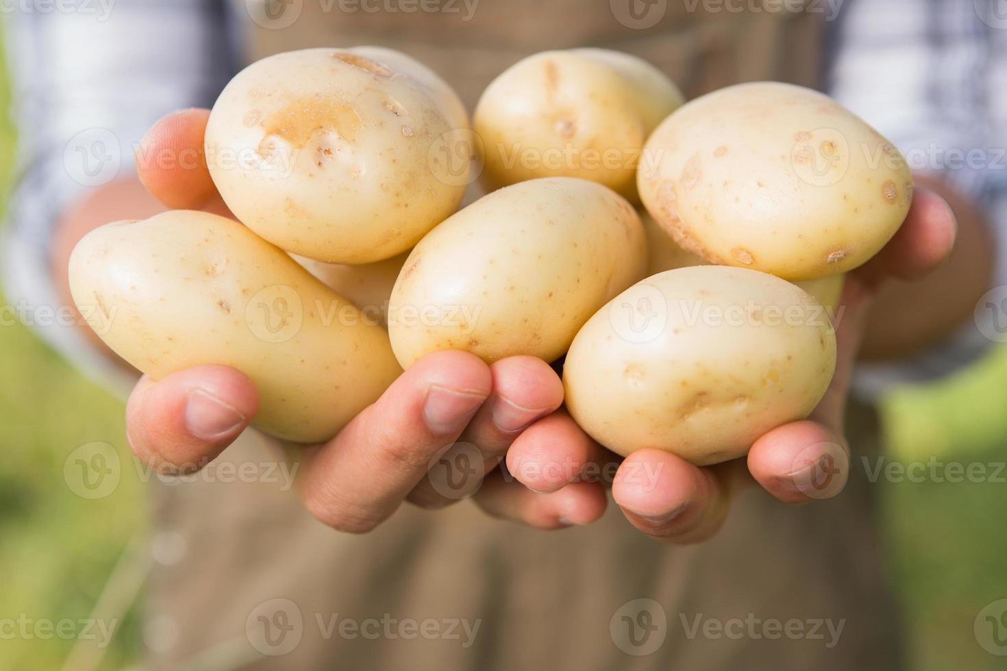 agricultor mostrando suas batatas orgânicas foto