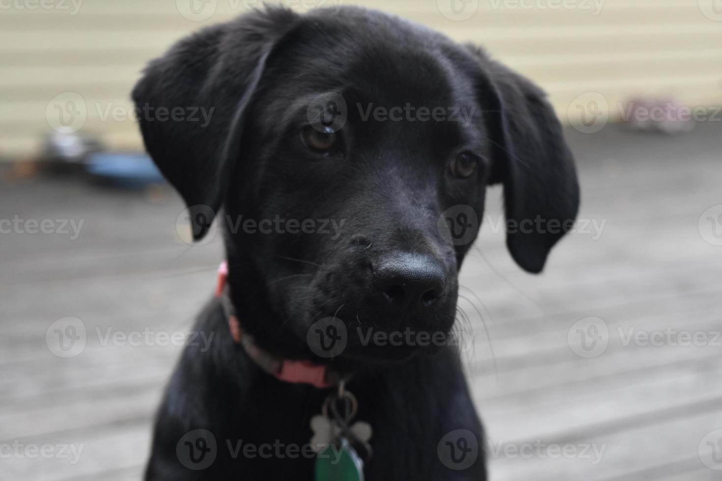 filhote de labrador preto com a cabeça ligeiramente inclinada foto