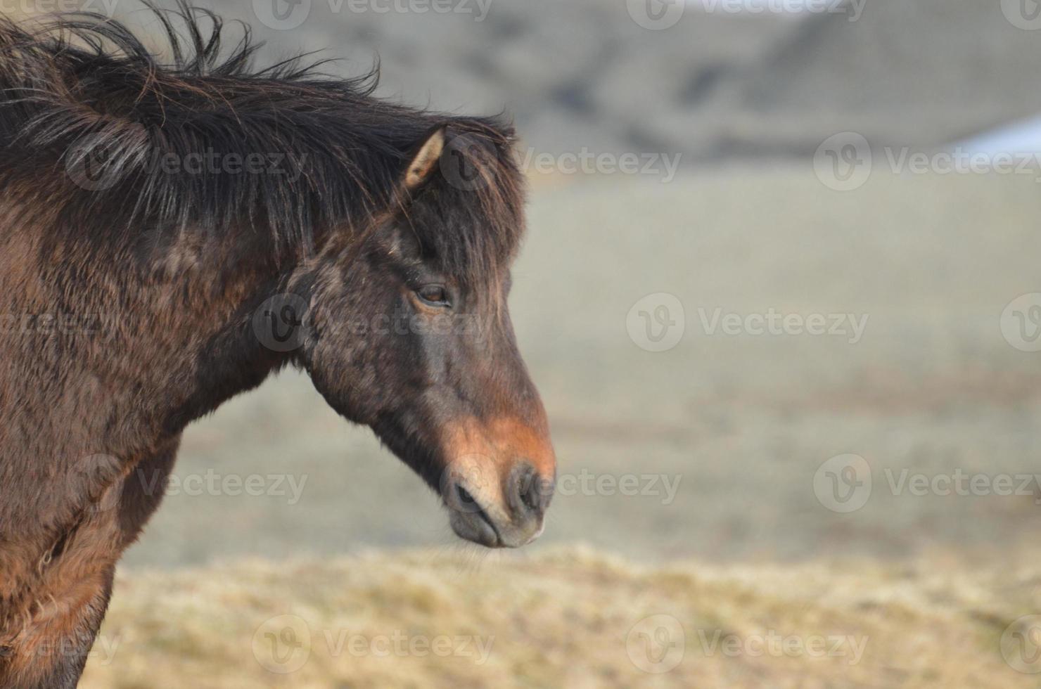 perfil doce de um cavalo islandês de baía escura foto