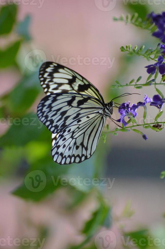 borboleta de papel de arroz agarrada a uma flor roxa foto