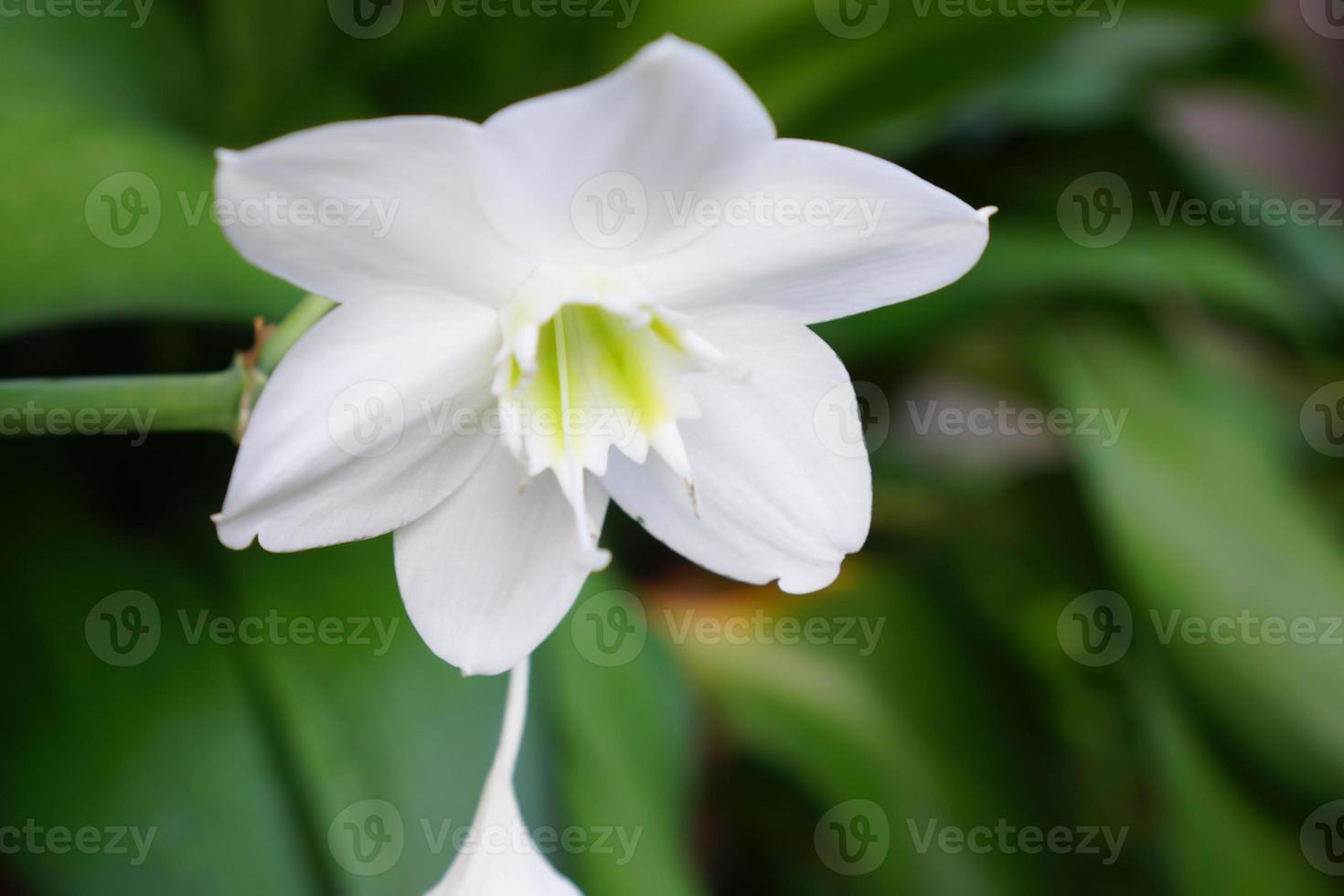 flor branca fechar com folhagem verde no fundo foto