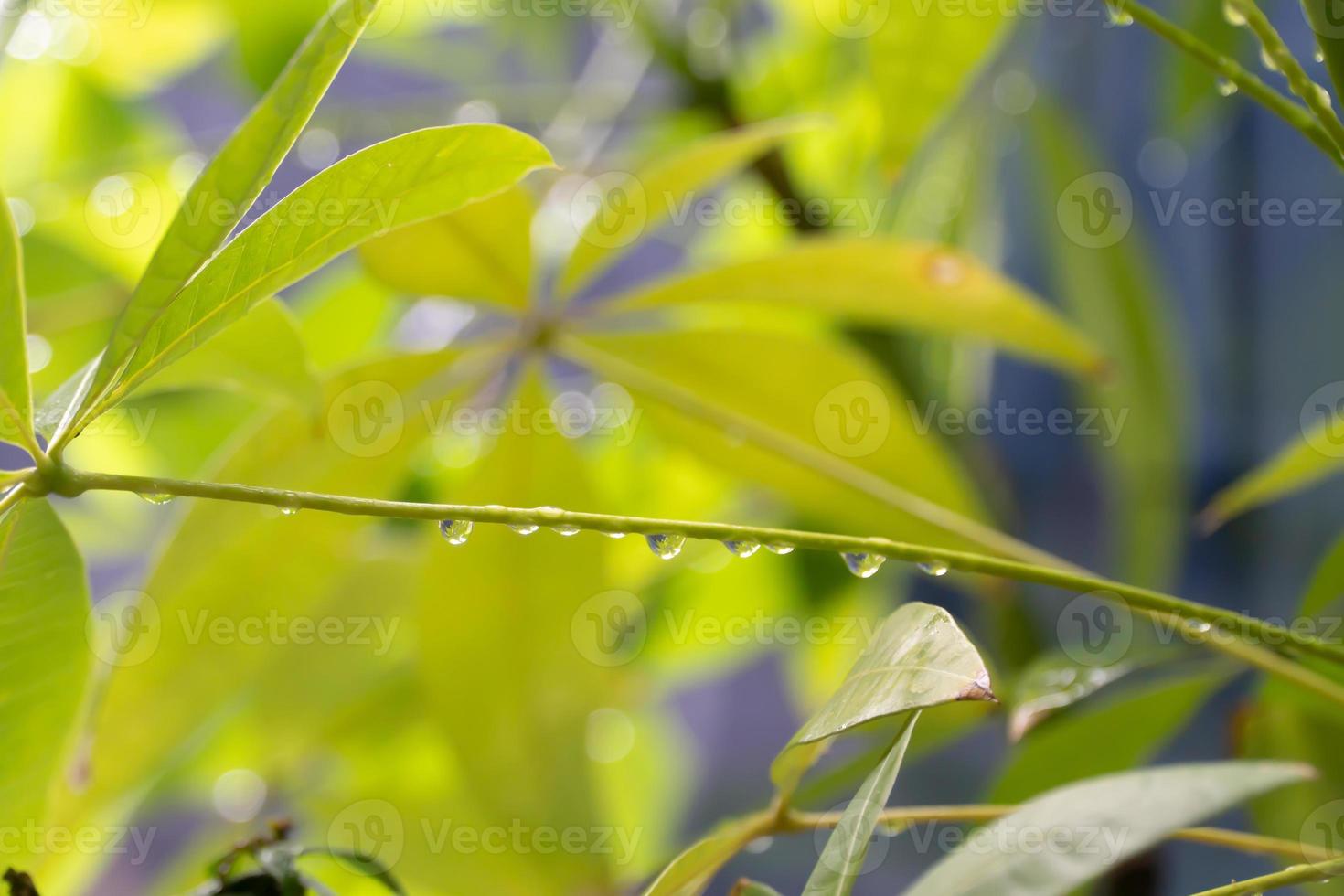 gotas de água no galho foto