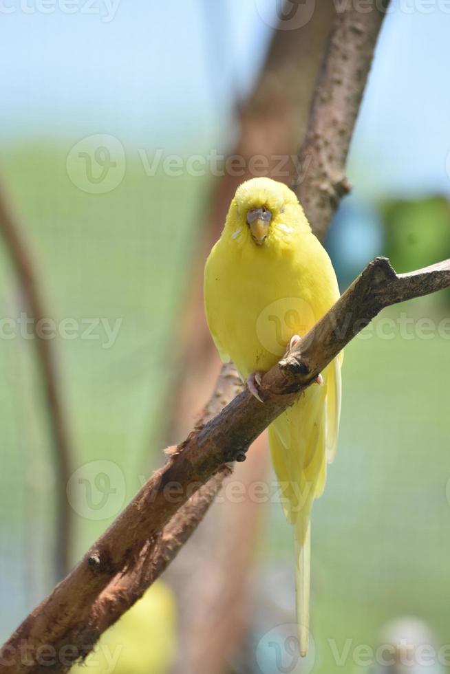 lindo periquito amarelo vivendo na natureza foto