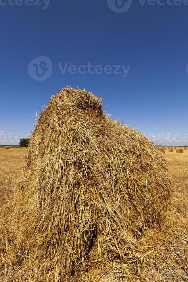 agricultura. cereais. verão foto