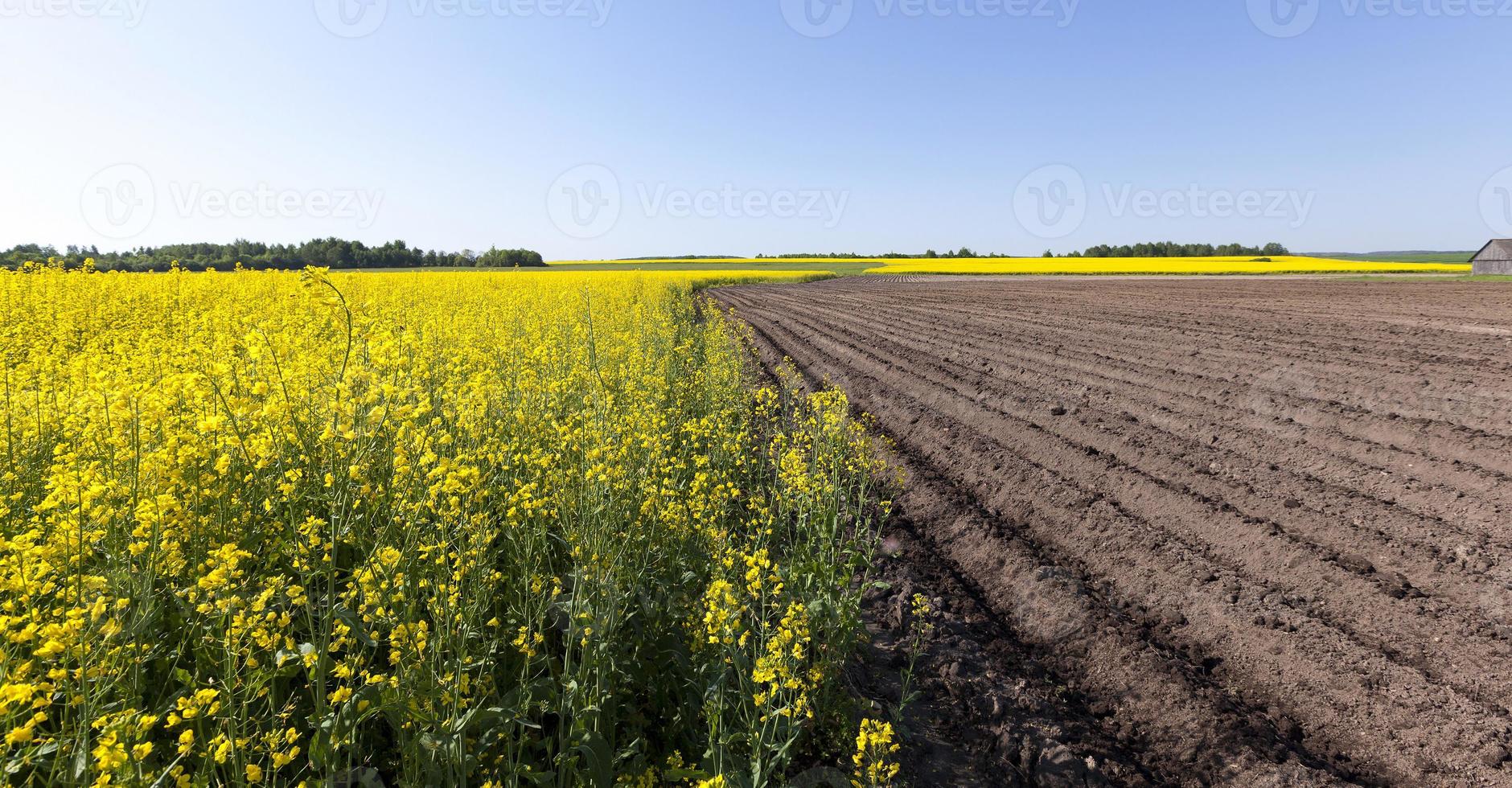 campo de batata. sulco foto