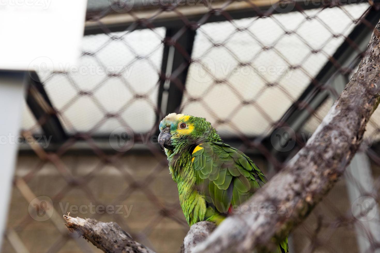 papagaio verde. jardim zoológico foto