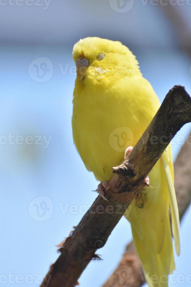 lindo rosto de um pássaro periquito amarelo foto