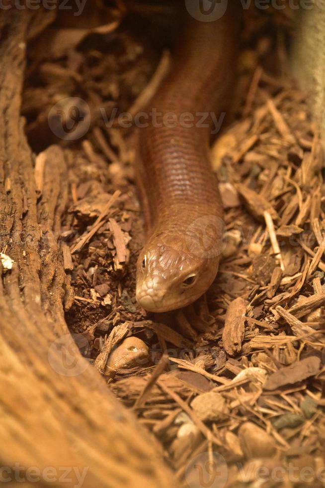 lagarto de vidro europeu um lagarto sem pernas não uma cobra foto