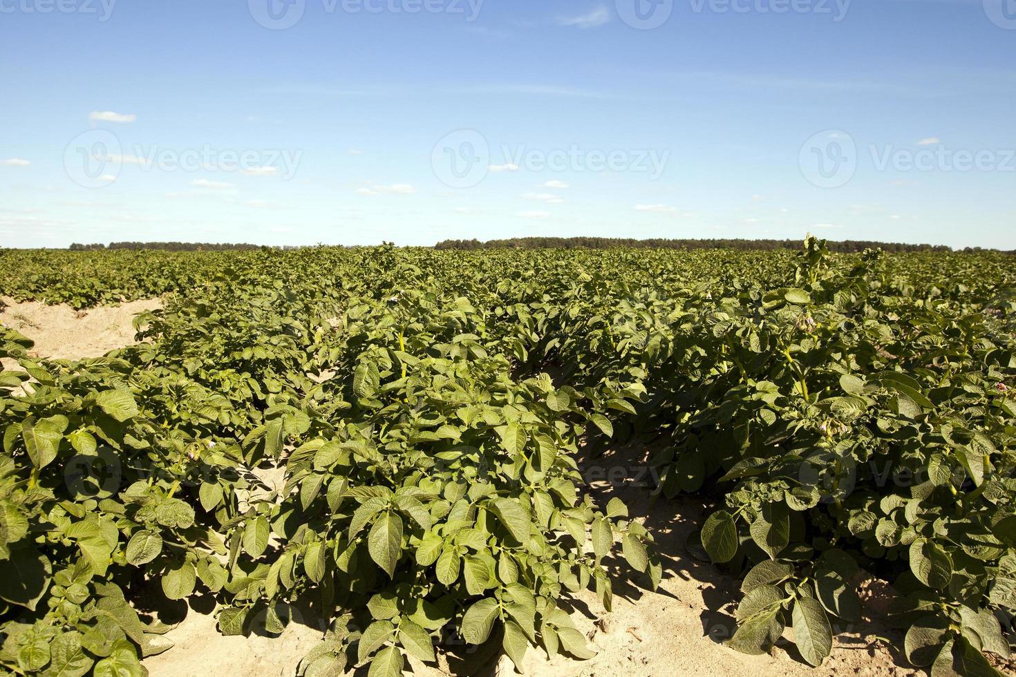 agricultura, campo de batata foto