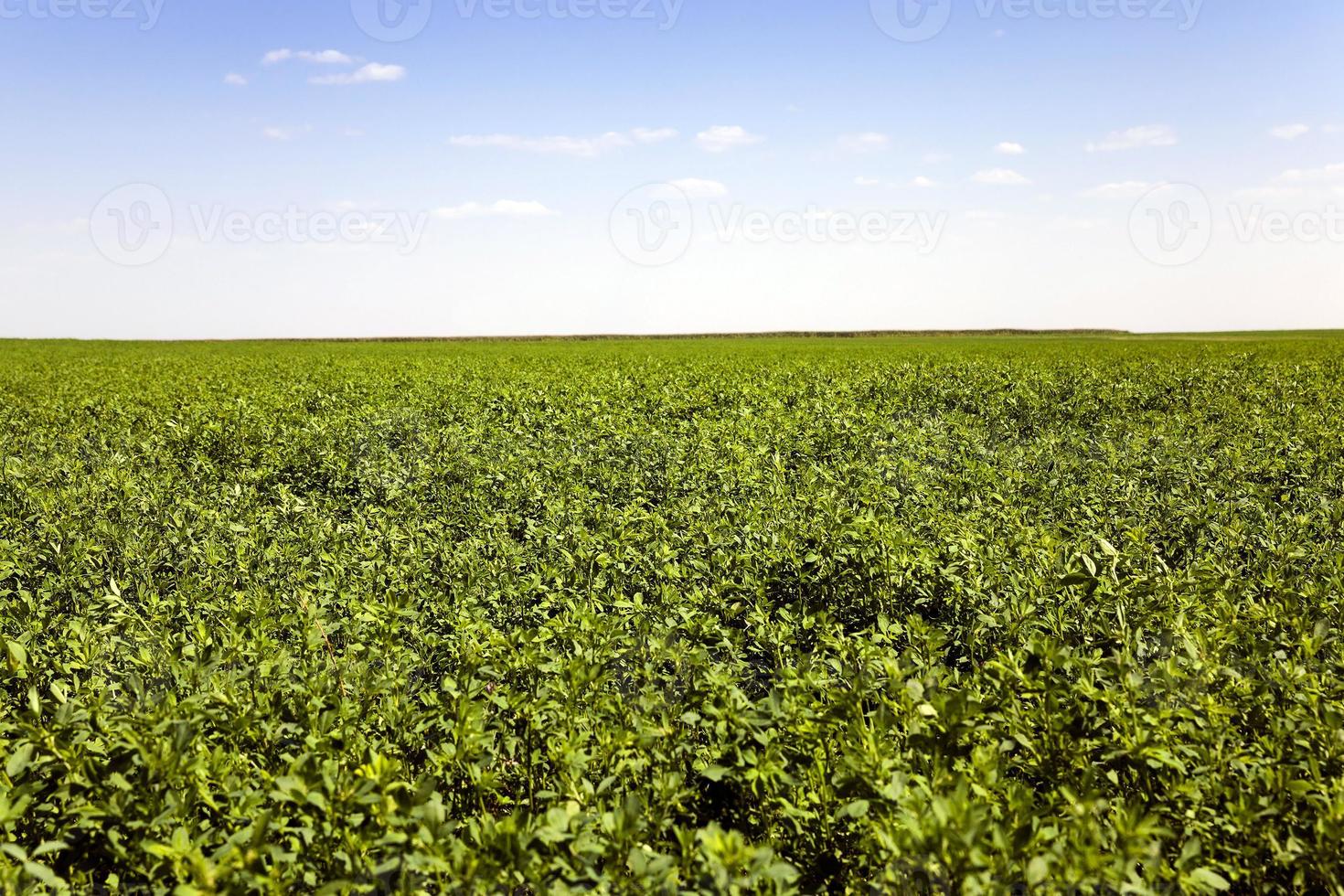 campo agrícola. Relva foto