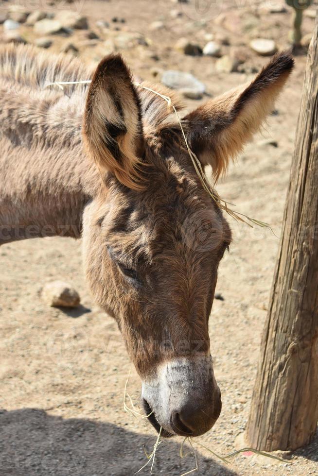 feno pendurado em um burro marrom em aruba foto