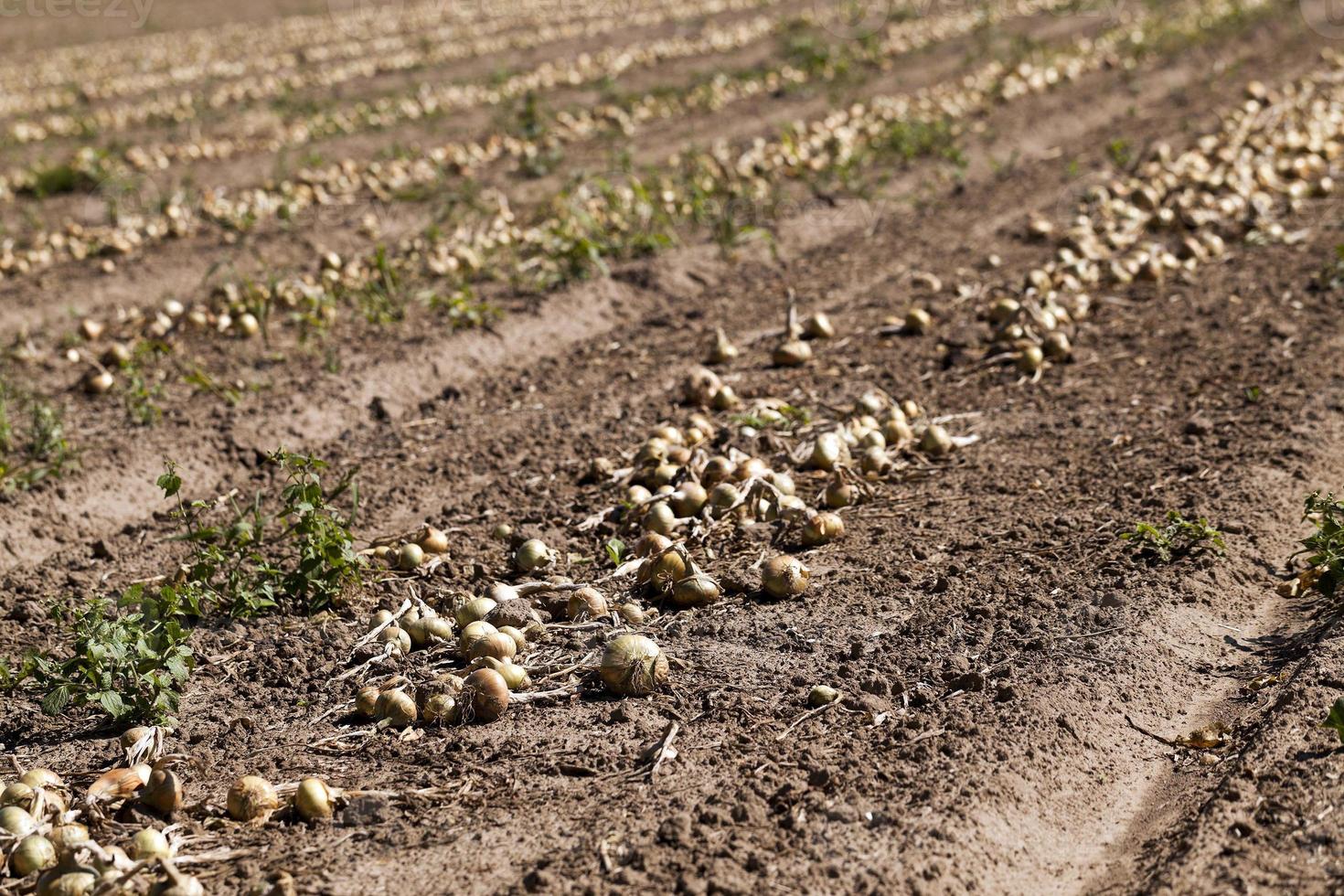 campo de colheita de cebola foto