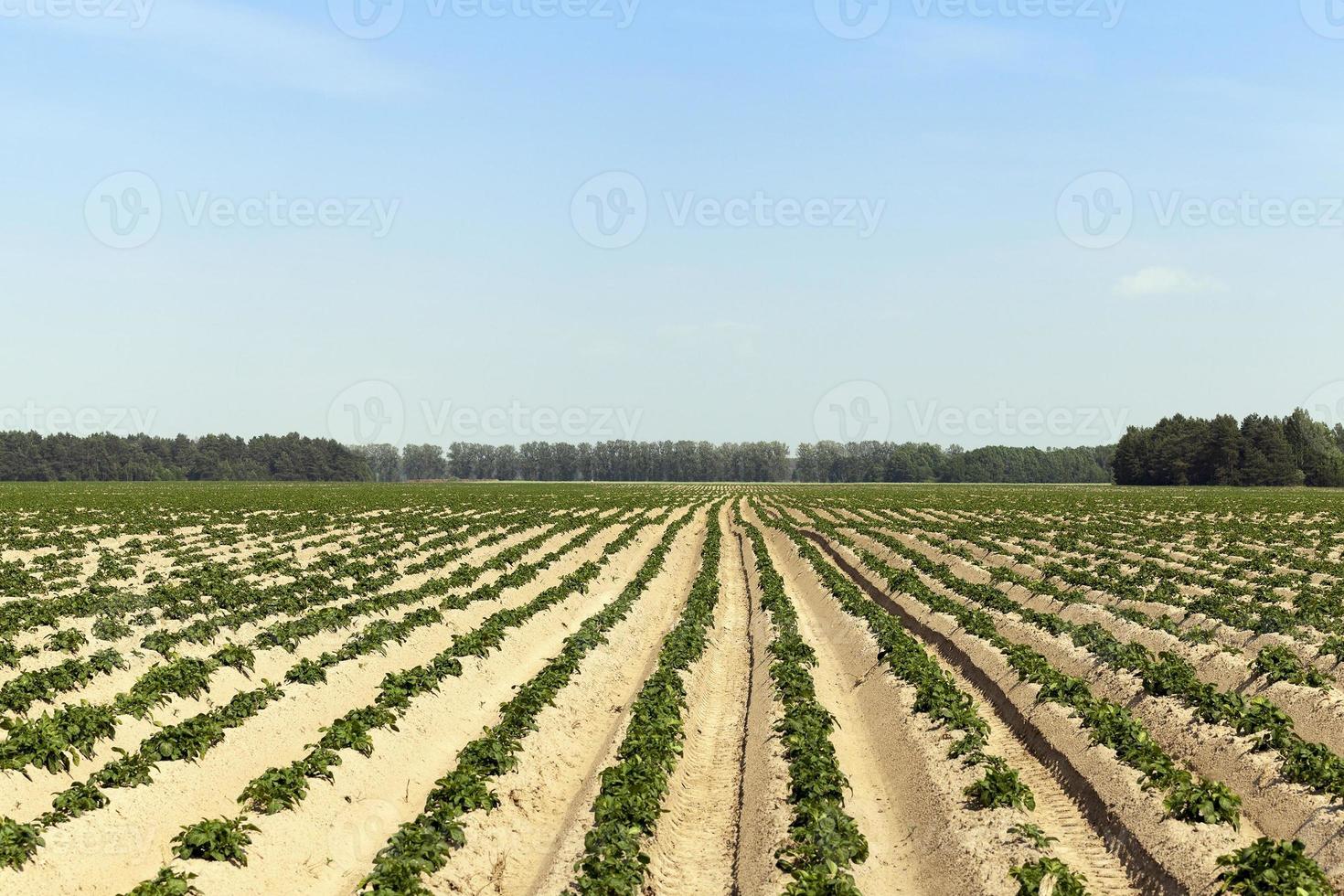 batatas no campo foto