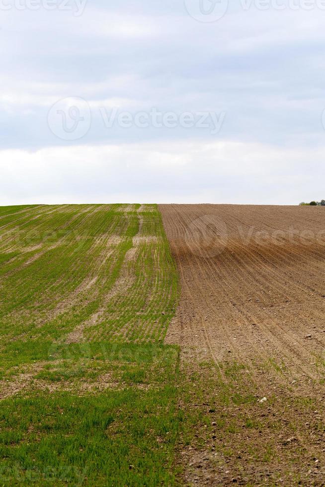 cultivo de cereais. primavera foto