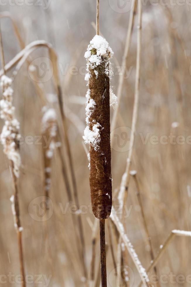 plantas secas no inverno foto