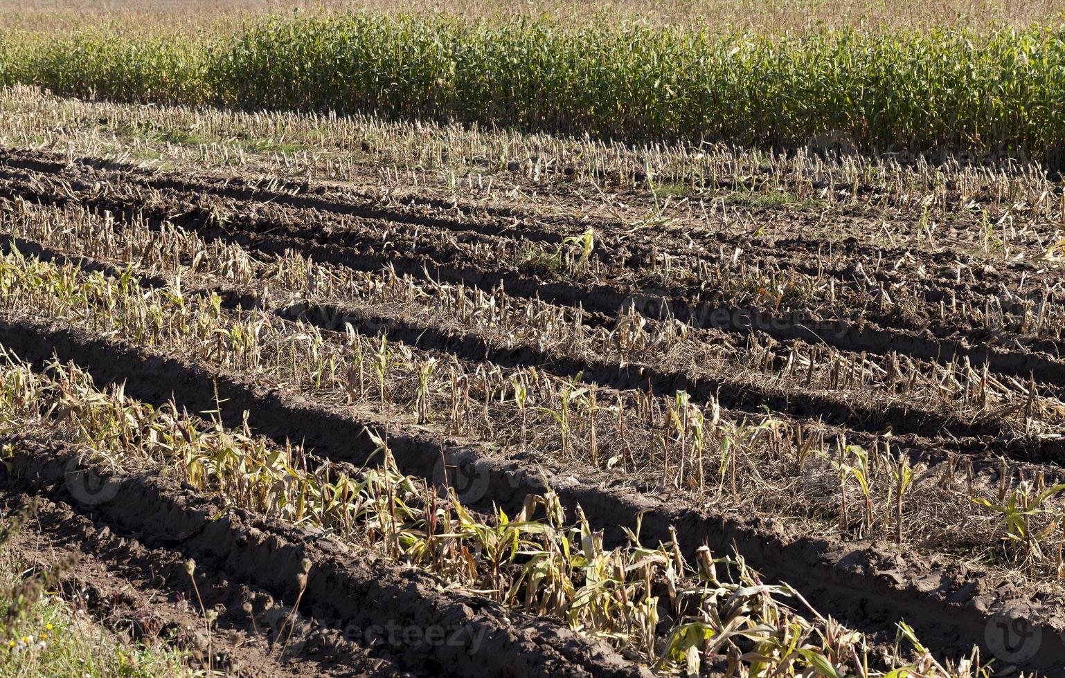 campo agrícola, close-up foto