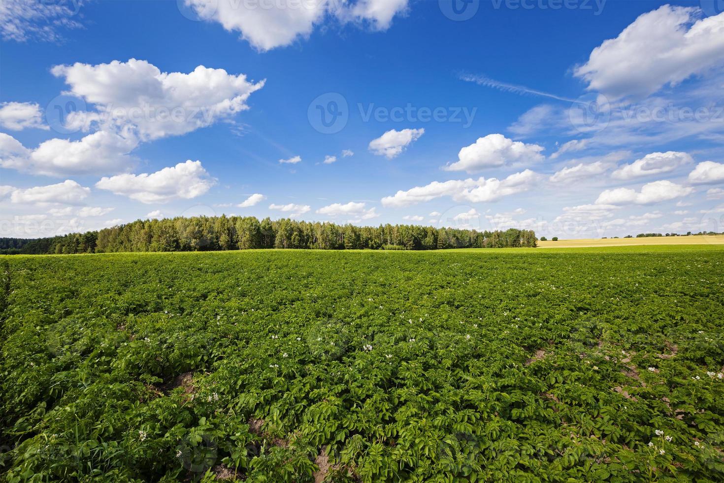 campo de batata de perto foto